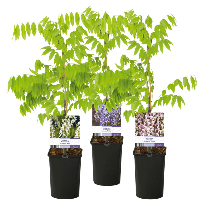 Green boutiQ - Blauwe regen - Wisteria floribunda Tricolour - Bloemen Blauw Roze Wit  - 3 planten - Pot 11cm Hoogte 40cm