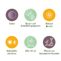 Green boutiQ - Bloembollen - Allium Gladiator - Kleur Paars - 5 stuks - Bolmaat 16/18 - XXL Pack