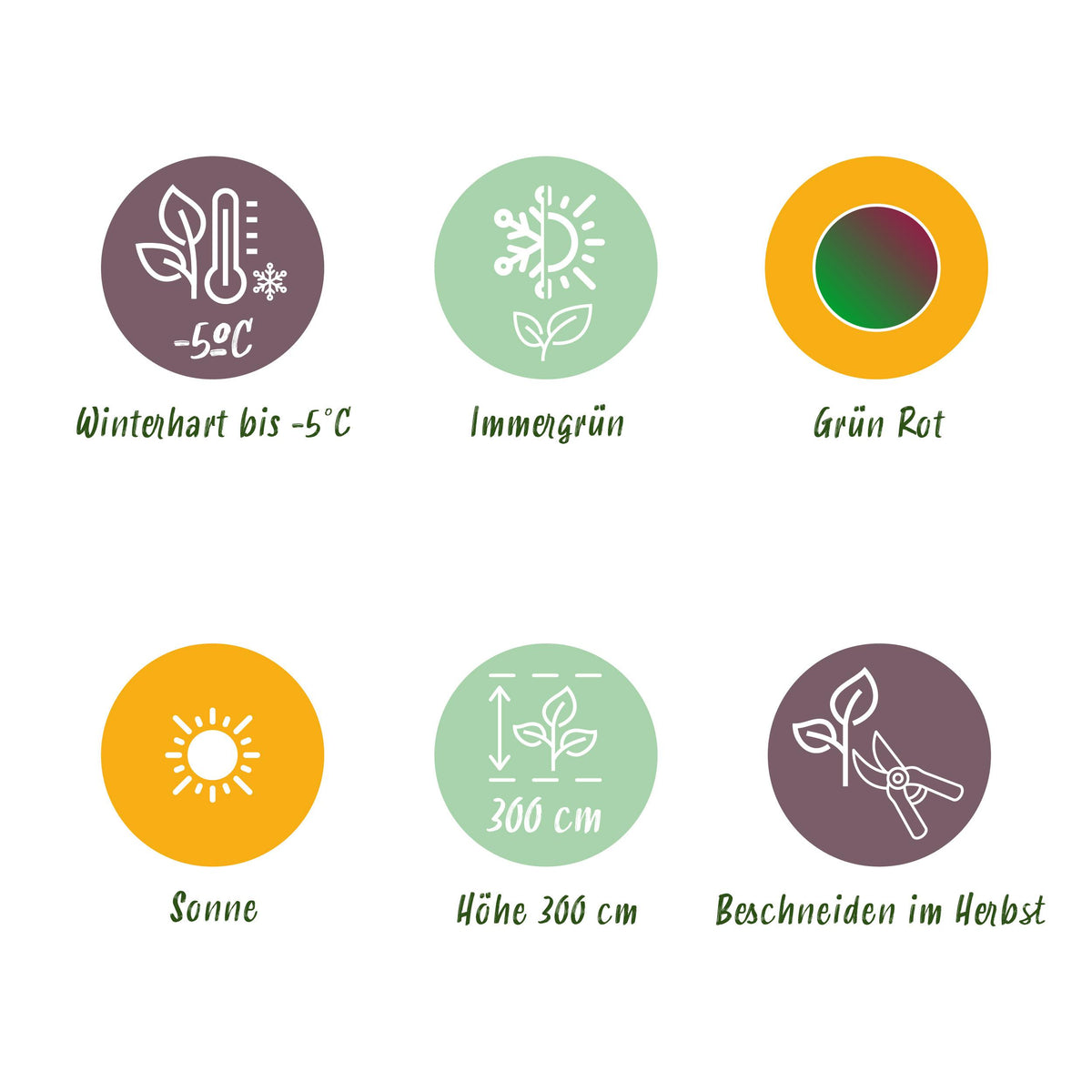 Green boutiQ - Fruitplant - Bananen plant - Musa sikkemensis Red Tiger - Winterhard - 6 planten - Pot 12cm Hoogte 30cm