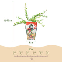 Green boutiQ - Fruitplanten - Blauwe Bes - Vaccinium macrophylla Early Black - Winterhard - 6 Planten - Pot 9 cm - Donker Rode  Bes