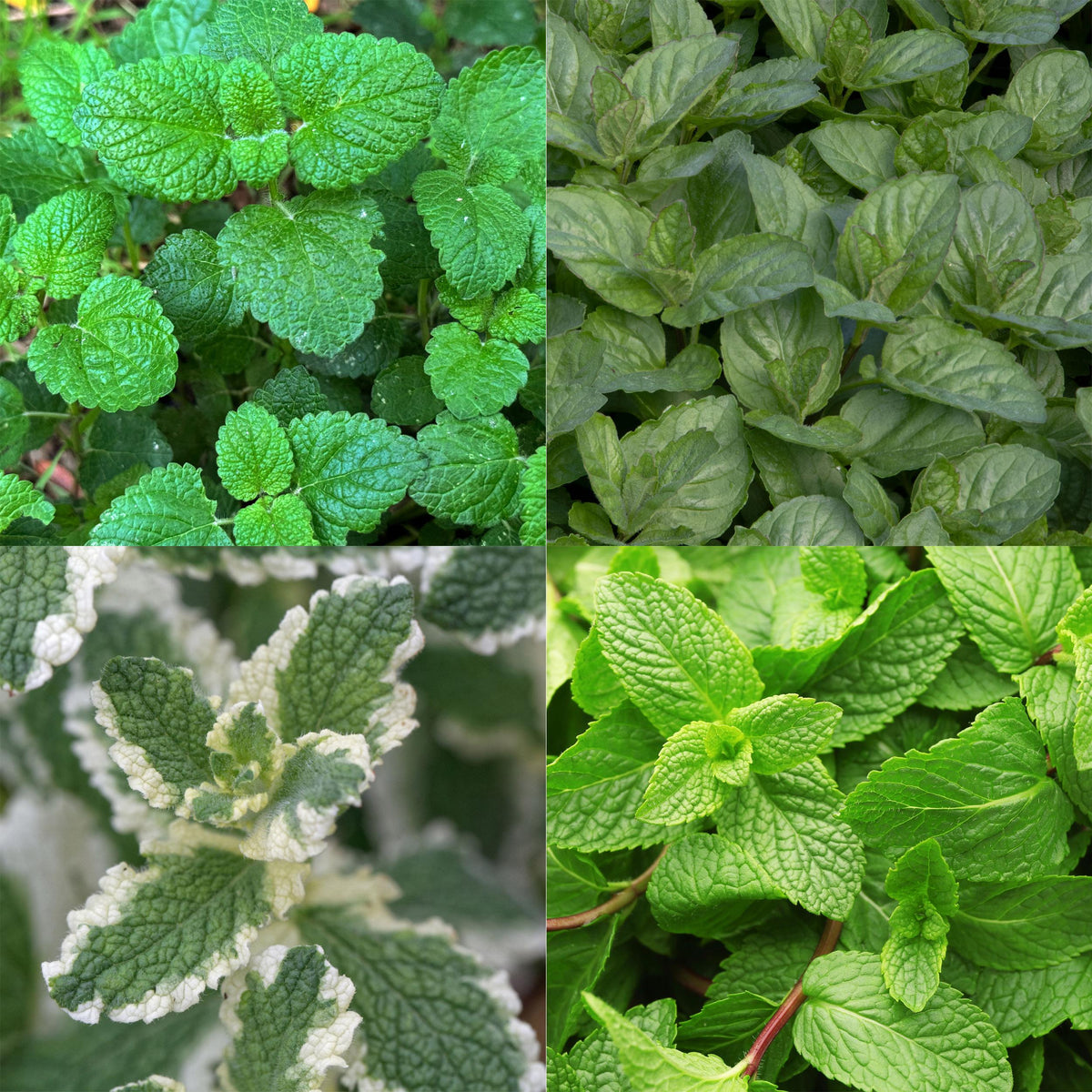 Green boutiQ - Borderpakket - Thee kruiden - 24 Vaste planten - 3 m2 - Diversen kleuren - Weinig Onderhoud - Pot 11cm