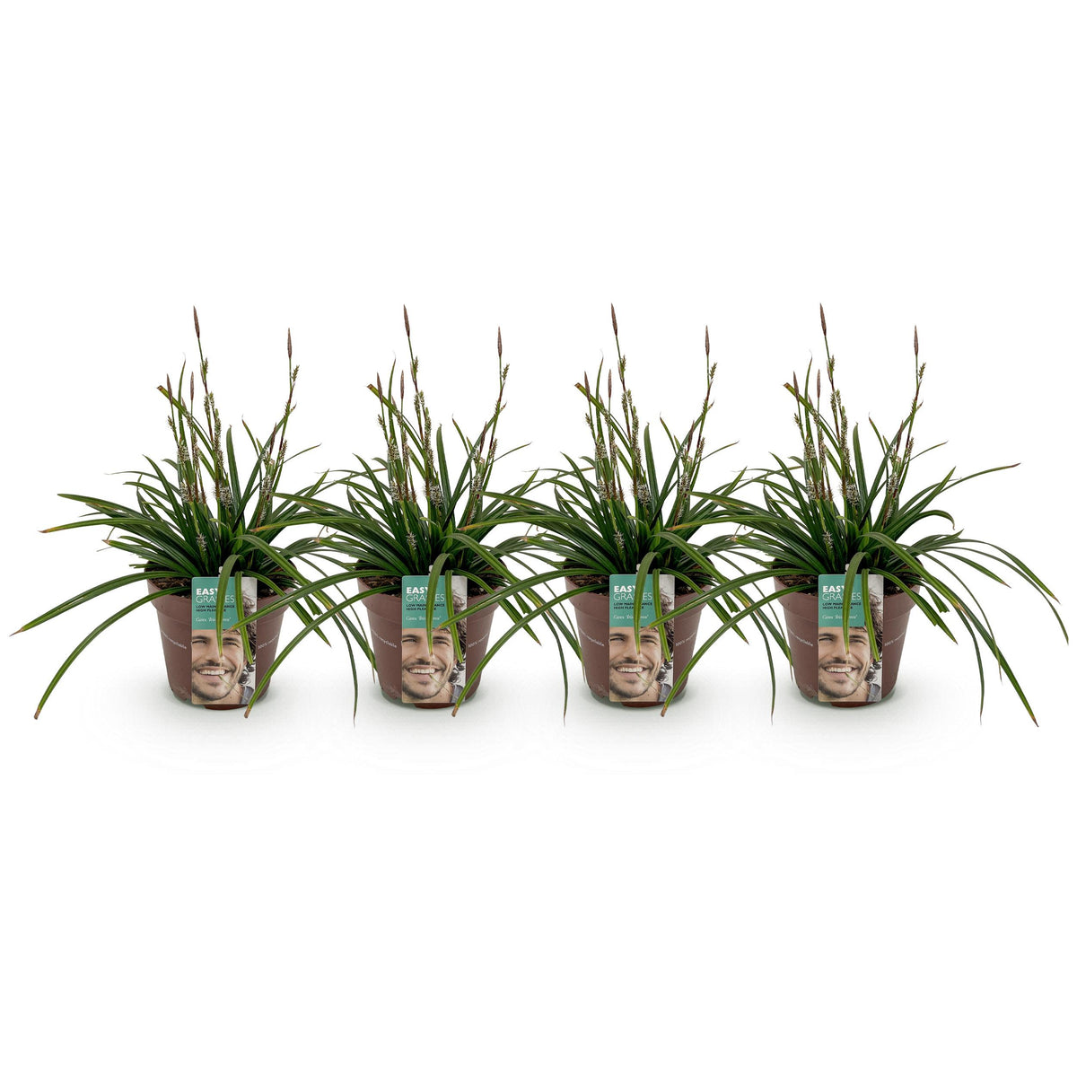 Green boutiQ - Siergrassen -  Carex morrowii Irish Green - Groen & Geel - 4 Planten - Bladhoudend - Weinig Onderhoud - Pot 17cm Hoogte 50cm