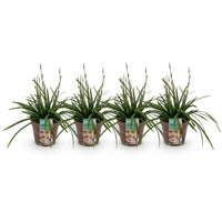 Green boutiQ - Siergrassen -  Carex morrowii Irish Green - Groen & Geel - 4 Planten - Bladhoudend - Weinig Onderhoud - Pot 17cm Hoogte 50cm