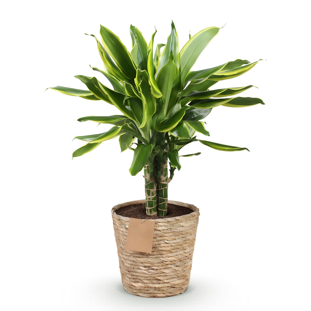 Green BoutiQ - Green is... Kamerplanten - Dracaena fragrans Golden Coast - Drakenbloedboom - Weinig onderhoud - met mand - Groen - 1 Plant - Pot 17cm - Hoogte 50-55cm