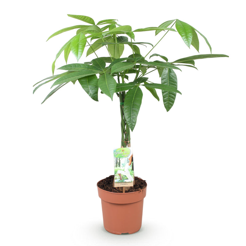 Green BoutiQ - Green is... Kamerplanten - Pachira Aquatica gevlochten stam - Geldboom - Weinig onderhoud - Groen - 1 Plant - Pot 17cm - Hoogte 60-70cm