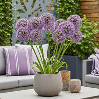 Green boutiQ - Bloembollen - Allium Christophii - Kleur Paars - 15 stuks - Bolmaat 10/2 - XXL Pack