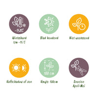 Green boutiQ - Haagplanten - Euonymus japonica Green Spire