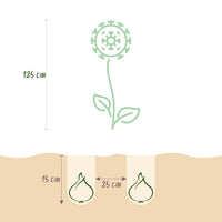 Green boutiQ - Bloembollen - Allium Mount Everest - Kleur Wit - 3 stuks - Bolmaat 16/18 - XXL Pack