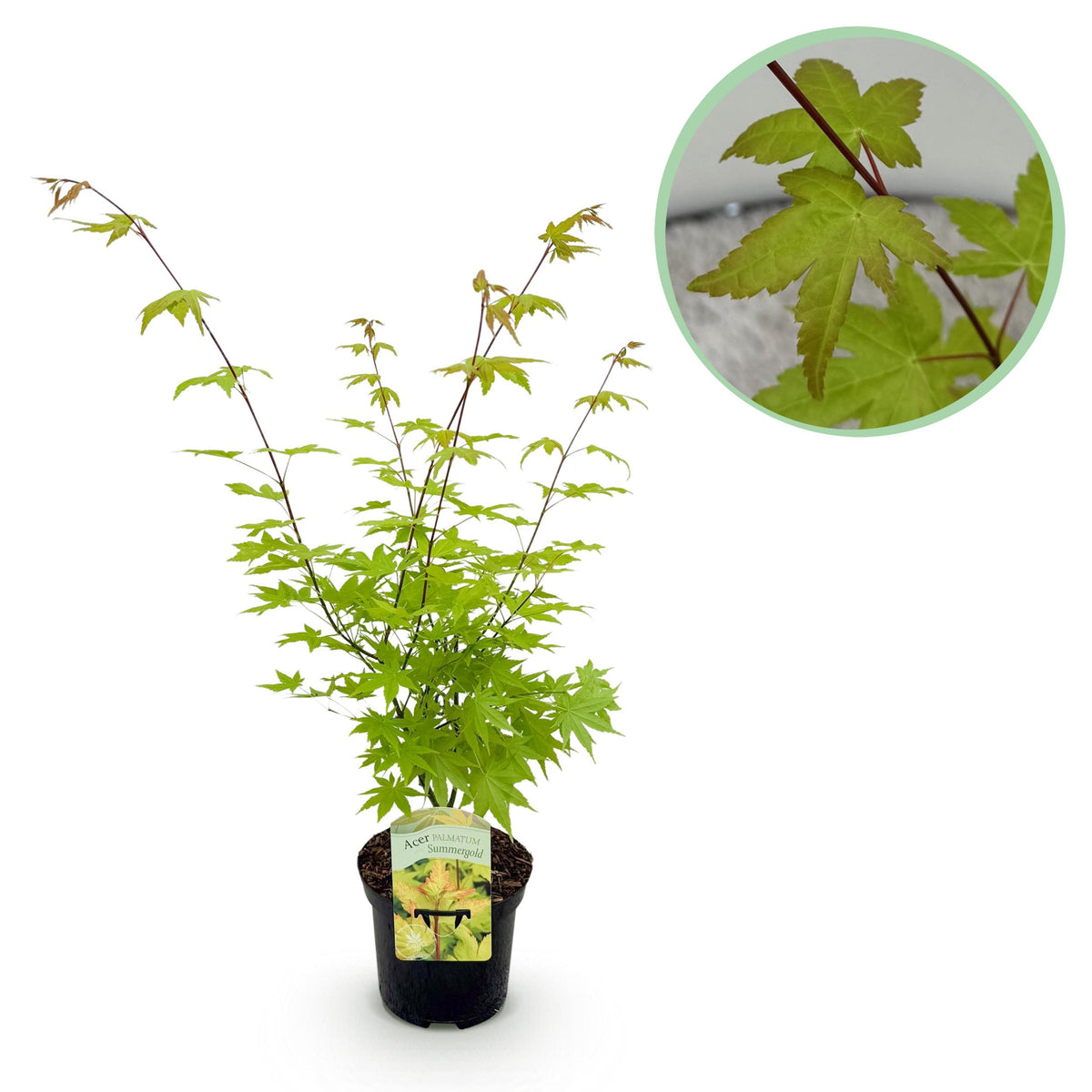 Green boutiQ - Terrasplant - Japanse Esdoorn - Acer palmatum Summergold - Geel - 1 Plant - Bladverliezend - Pot 19cm Hoogte 70cm