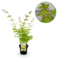 Green boutiQ - Terrasplant - Japanse Esdoorn - Acer palmatum Summergold - Geel - 1 Plant - Bladverliezend - Pot 19cm Hoogte 70cm