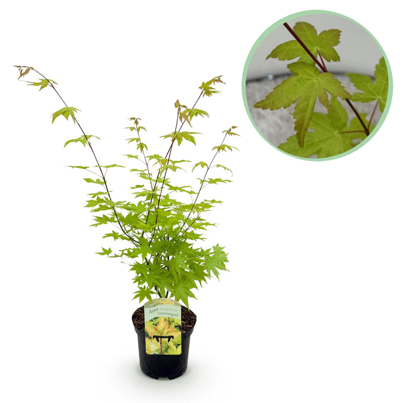 Green boutiQ - Terrasplant - Japanse Esdoorn - Acer palmatum Summergold - Geel - 1 Plant - Bladverliezend - Pot 19cm Hoogte 70cm