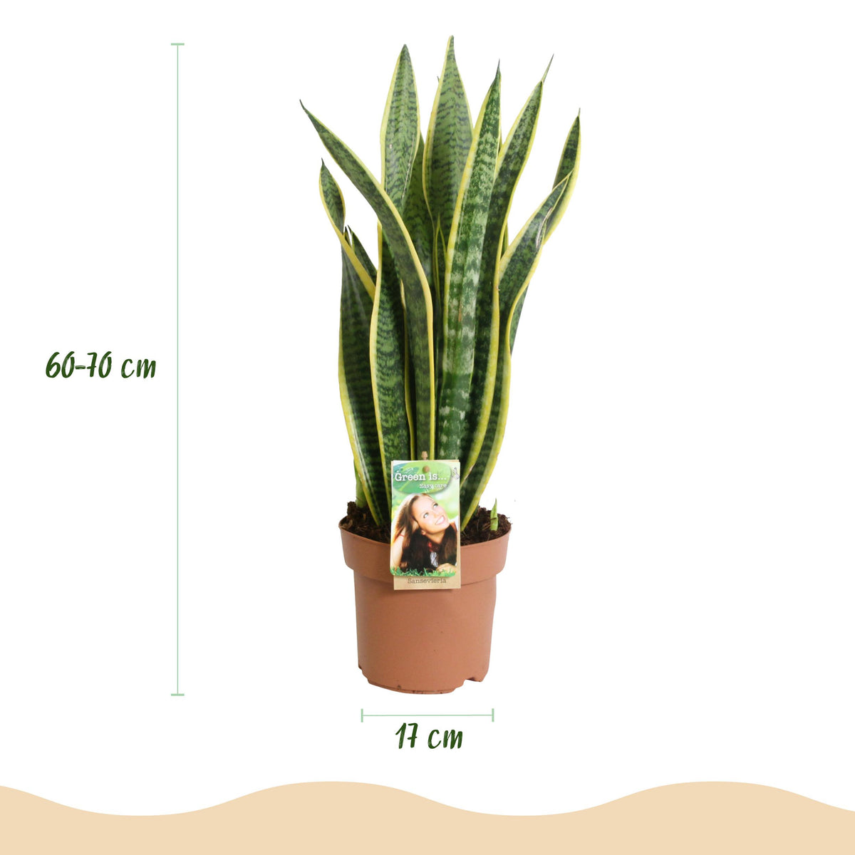 Green BoutiQ - Green is... Kamerplanten - Sanseveria Laurentii - Vrouwentong - Weinig onderhoud - Groen - 1 Plant - Pot 17cm - Hoogte 60-70cm