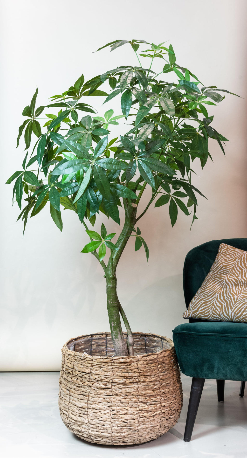 Plante artificielle - Pachira Aquatica - Arbre à monnaie - 180 cm