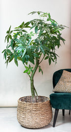 Plante artificielle - Pachira Aquatica - Arbre à monnaie - 180 cm