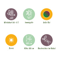 Green boutiQ - Fruitplant - Bananen plant - Musa sikkemensis Red Tiger - Winterhard - 4 planten - Pot 12cm Hoogte 30cm