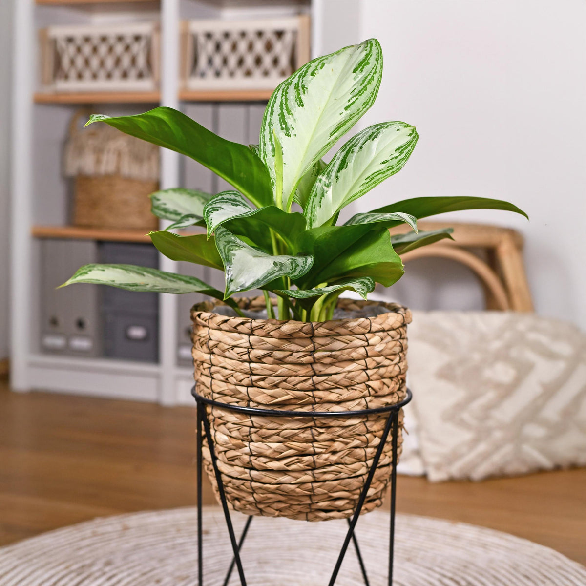 Green BoutiQ - Green is... Kamerplanten - Aglaonema Silver Bay - Zilverblad - Weinig onderhoud - Groen - 2 Planten - Pot 17cm - Hoogte 70-75cm