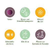 Green boutiQ - Bloembollen - Allium Miami - Kleur Paars - 15 stuks - Bolmaat 10/11 - XXL Pack
