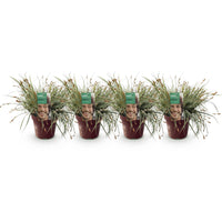 Green boutiQ - Siergrassen - Carex oshimensis Everest - Wit en Groen - 4 Planten - Bladhoudend - Weinig Onderhoud - Pot 17cm Hoogte 50cm