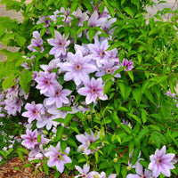Green boutiQ - Klimplant - Clematis Nelly Moser - Bloem Roze - Weinig onderhoud -2 planten -  Pot 11cm Hoogte 40cm