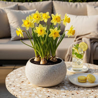 Green boutiQ - Bloembollen - Narcis Carlton - Kleur Geel - 15 stuks - Bolmaat 12/14 - XXL Pack