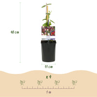 Green boutiQ - Kamperfoelie - Lonicera Serotina - Bloem Roze met Wit - Weinig onderhoud - 2 planten - Pot 11cm Hoogte 40cm