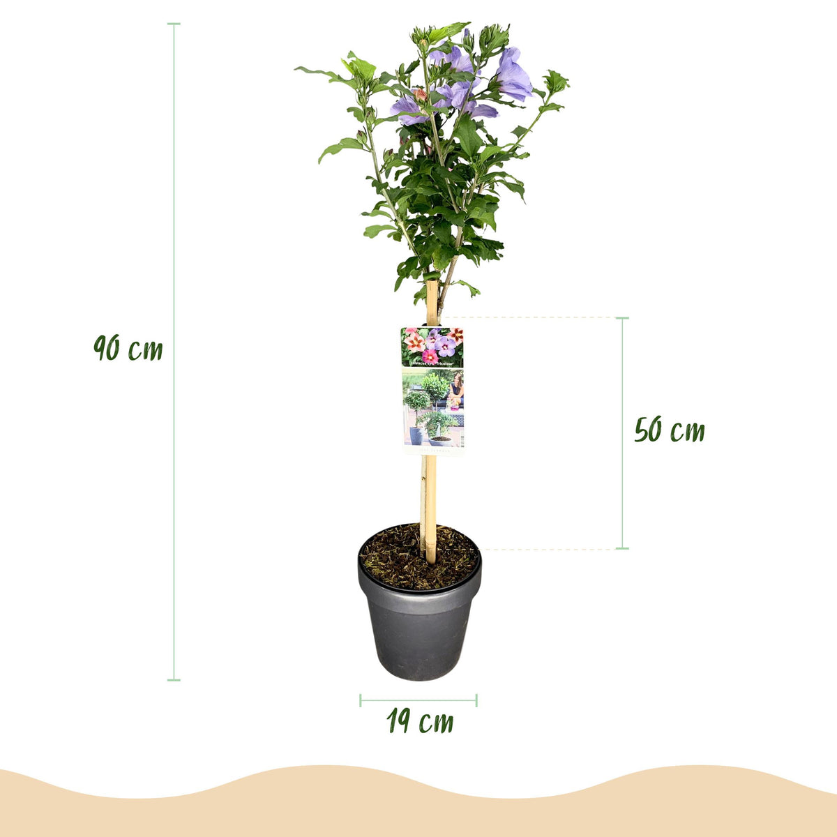 Green boutiQ - Plant op Stam - Hibiscus syriacus Tricolour  - Terras Plant - Bladverliezend - Winterhard - Witte, Roze, Paarse Bloem - Pot 19cm Hoogte 90cm