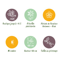 Green boutiQ - Terrasplant - Skimmia japonica Rubella - Bloem Rood - 15+ Bloemen - 2 Planten - Winterhard - Pot 15cm Hoogte 30cm