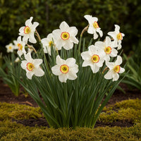 Green boutiQ - Bloembollen - Narcis Recurvus - Kleur Wit - 10 stuks - Bolmaat 12/14 - XXL Pack