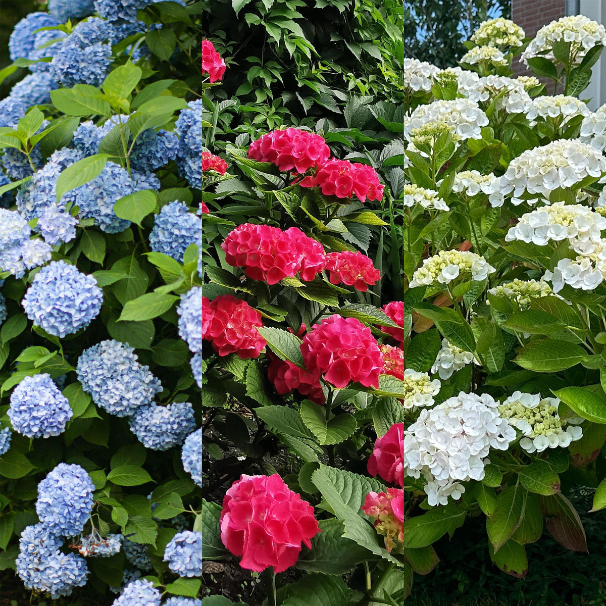 Green boutiQ - Hortensia - Hydrangea macrophylla Tricolour - Bloem Blauw, Roze en Wit  - 3 Planten - Bladverliezend - Weinig Onderhoud - Pot 17cm Hoogte 30cm