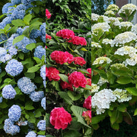 Green boutiQ - Hortensia - Hydrangea macrophylla Tricolour - Bloem Blauw, Roze en Wit  - 3 Planten - Bladverliezend - Weinig Onderhoud - Pot 17cm Hoogte 30cm