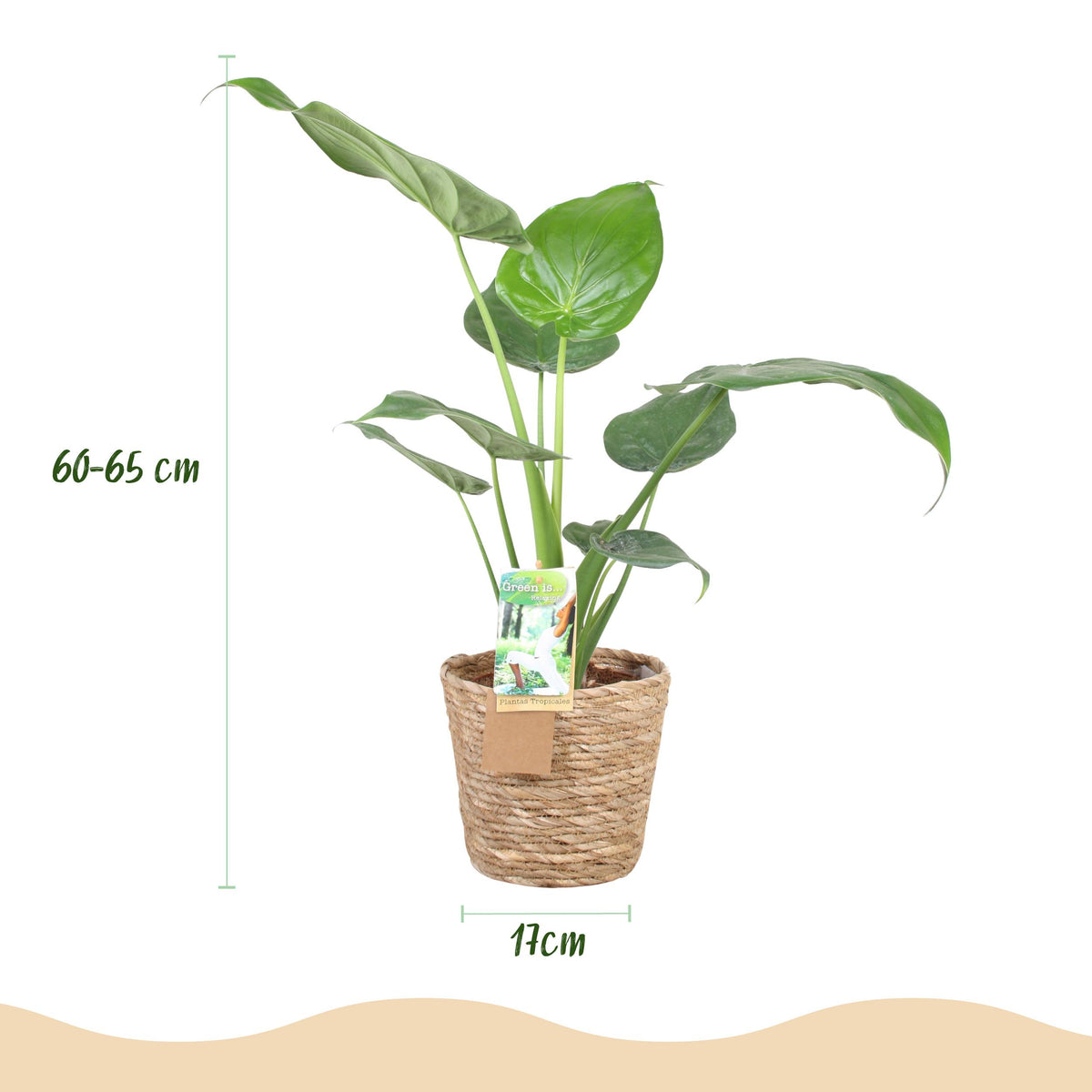 Green BoutiQ - Green is... Kamerplanten - Alocasia Cucullata - Boeddha,s hand - Weinig onderhoud - met mand - Groen - 1 Plant - Pot 17cm - Hoogte 60-65cm
