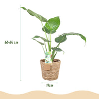 Green BoutiQ - Green is... Kamerplanten - Alocasia Cucullata - Boeddha,s hand - Weinig onderhoud - met mand - Groen - 1 Plant - Pot 17cm - Hoogte 60-65cm