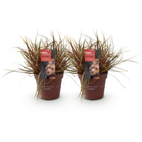 Green boutiQ - Siergrassen - Uncinia rubra Everflame  - Rood - 2 Planten - Bladhoudend - Weinig Onderhoud - Pot 17cm Hoogte 50cm