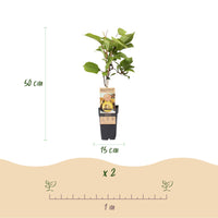 Green boutiQ - Fruitplant - Gele Kiwi - Actinidia deliciosa Golden Kiwi - Gele Vrucht - 2 planten - Pot 15cm Hoogte 50cm