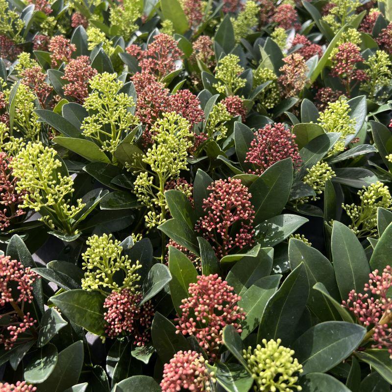 Green boutiQ - Terrasplant - Skimmia japonica Duo - Bloem Wit & Rood - 10+ Bloemen - 2 Planten - Winterhard - Pot 10,5cm Hoogte 25cm