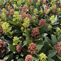 Green boutiQ - Terrasplant - Skimmia japonica Duo - Bloem Wit & Rood - 10+ Bloemen - 2 Planten - Winterhard - Pot 10,5cm Hoogte 25cm