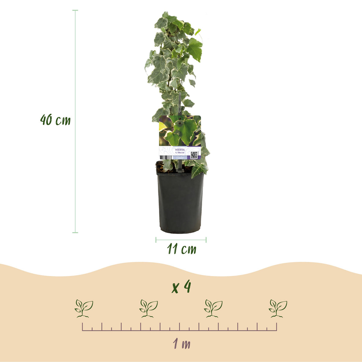 Green boutiQ - Klimplant - Hedera helix Glacier