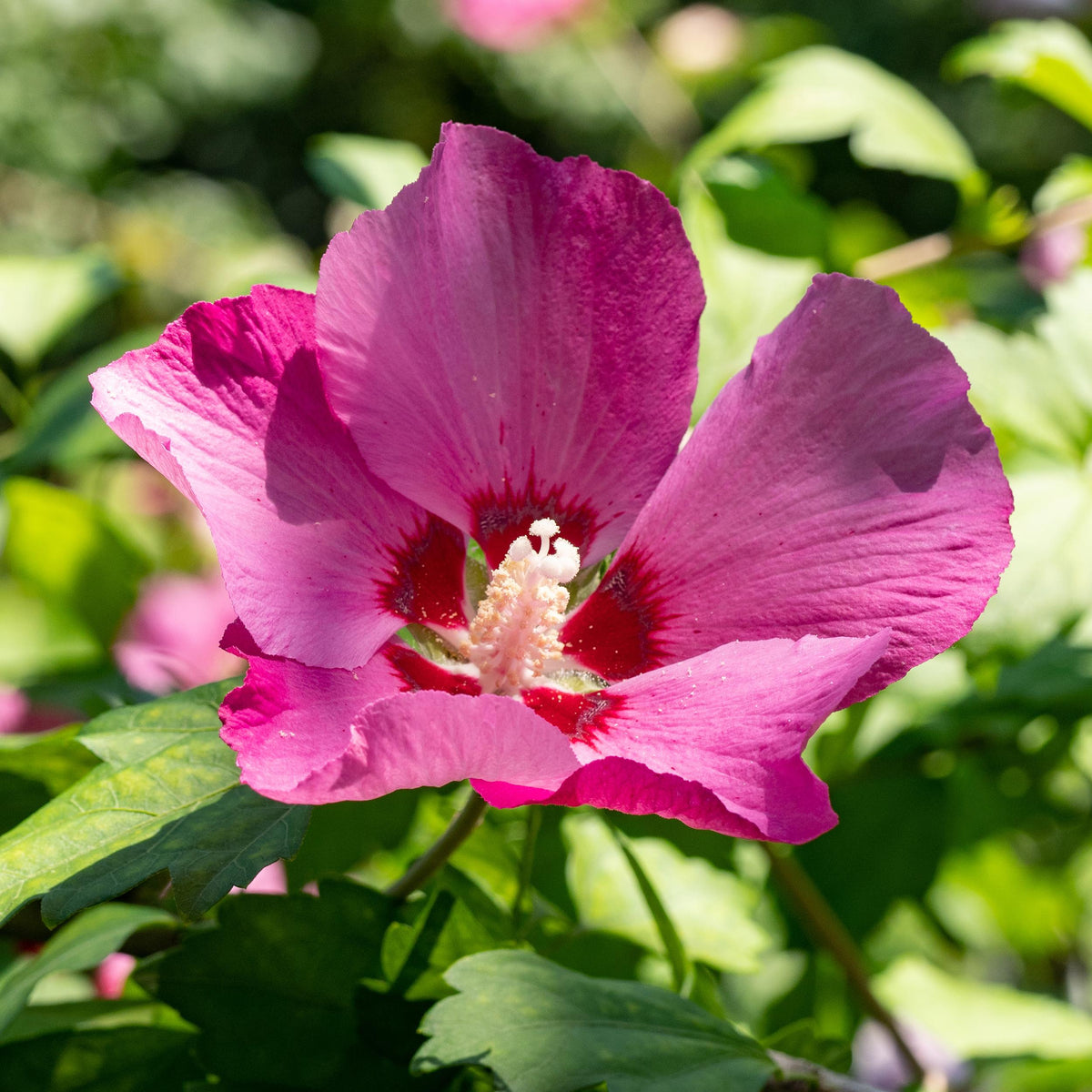 Green boutiQ - Heesters - Hibiscus syriacus Woodbridge - Bloem Roze - 1 Plant - Bladverliezend - Weinig Onderhoud - Pot 17cm Hoogte 45cm