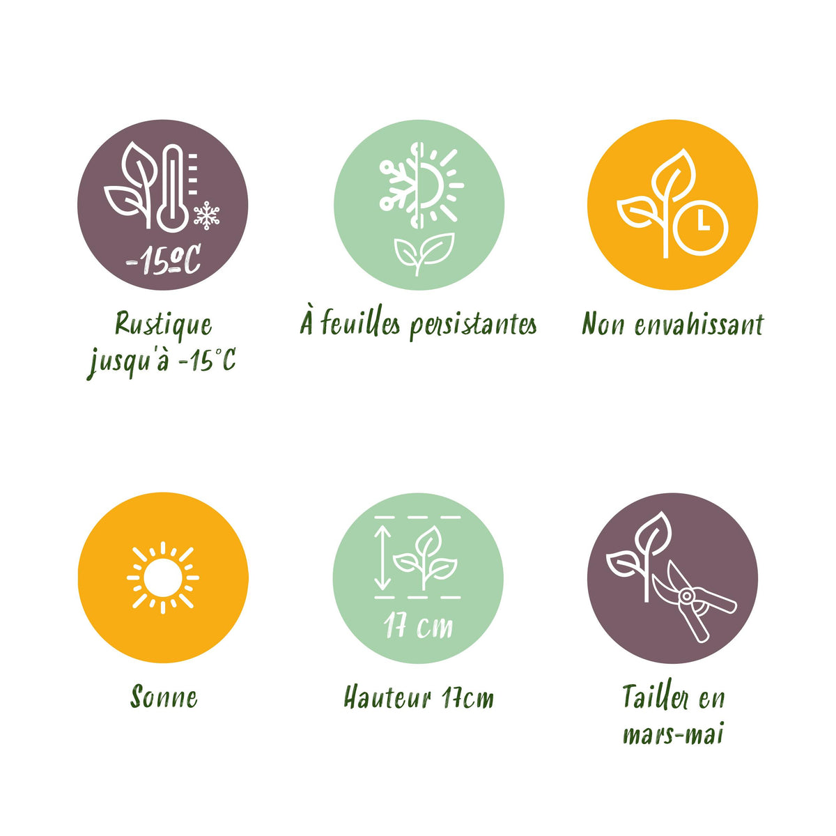 Green boutiQ - Bodembedekker - Winterhard -Sempervivum Big Sam - 4 Planten - Diversen kleuren - Weinig Onderhoud - Pot 14 Hoogte 17