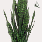 Künstliche Pflanze - Sansevieria Black Coral - Bogenhanf - 97 cm