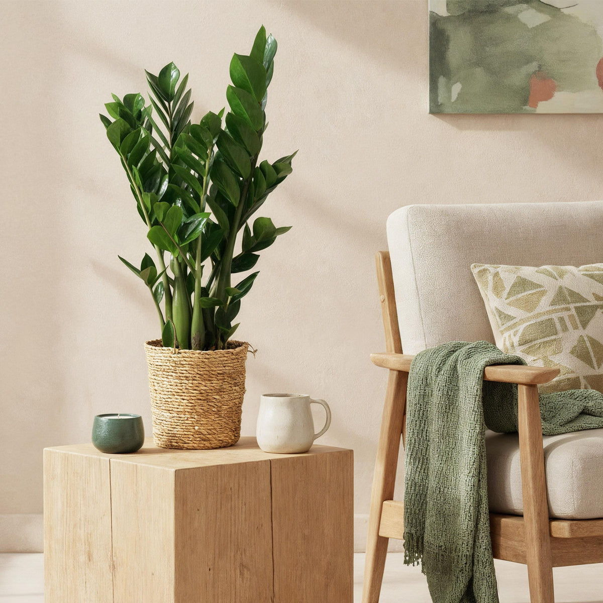 Green BoutiQ - Green is... Kamerplanten - Zamioculcas - ZZ-plant - Weinig onderhoud - met mand - Groen - 1 Plant - Pot 17cm - Hoogte 65-75cm