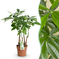 Green BoutiQ - Green is... Kamerplanten - Pachira Aquatica multi stam - Geldboom - Weinig onderhoud - Groen - 1 Plant - Pot 17cm - Hoogte 50-55cm