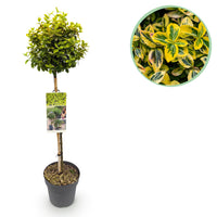 Green boutiQ - Plant op Stam - Euonymus fortunei Emerald n Gold - Terras Plant - Bladhoudend - Winterhard - Groen-Geel Blad - Pot 19cm Hoogte 90cm