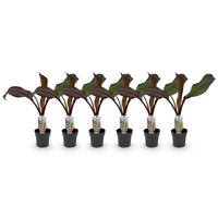 Green boutiQ - Fruitplant - Bananen plant - Ensete ventricosum Maurelli - Winterhard - 6 planten - Pot 12cm Hoogte 30cm