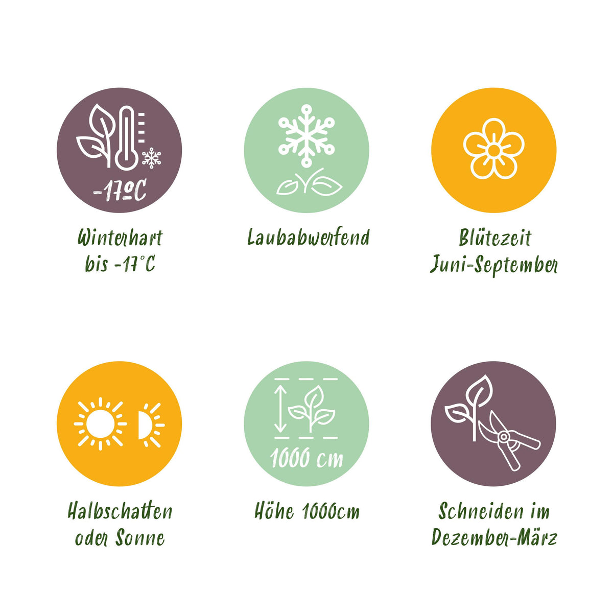 Green boutiQ - Klimroos - Rosa Paul Scarlet Climber - Bloem Rood - Weinig onderhoud - 2 planten - Pot 11cm Hoogte 40cm