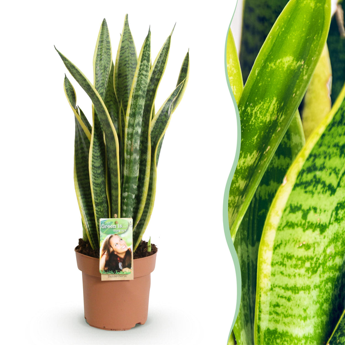 Green BoutiQ - Green is... Kamerplanten - Sanseveria Laurentii - Vrouwentong - Weinig onderhoud - Groen - 1 Plant - Pot 17cm - Hoogte 60-70cm
