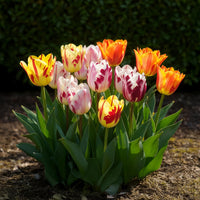 Green boutiQ - Bloembollen - Tulp Flaming Beauty mix - Diversen Kleuren - 15 stuks - Bolmaat 11/12 - XXL Pack
