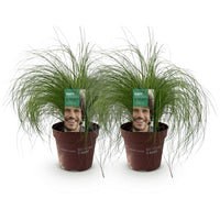 Green boutiQ - Siergrassen - Stipa tenuifolia Pony Tails - Groen - 2 Planten - Bladhoudend - Weinig Onderhoud - Pot 17cm Hoogte 50cm