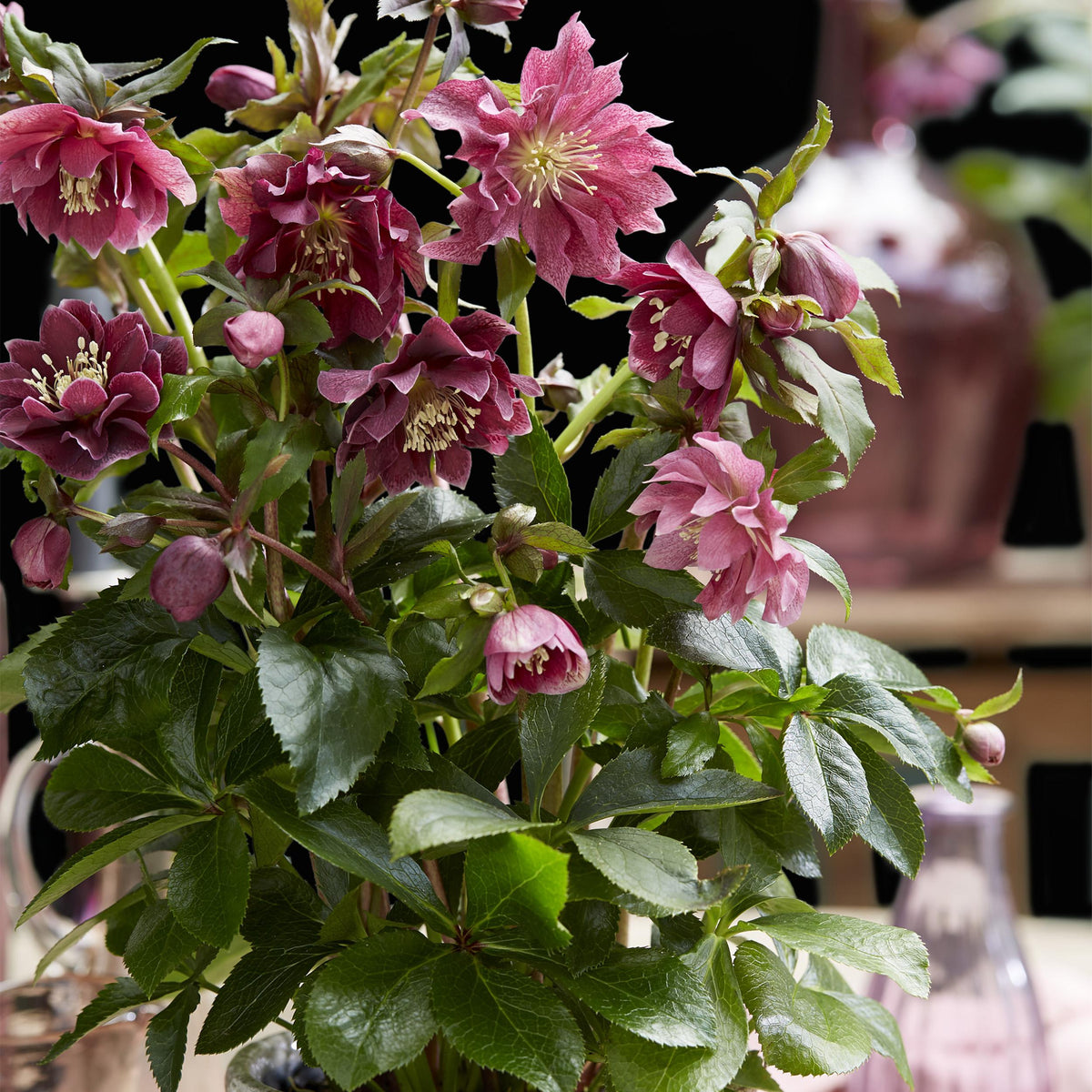 Green boutiQ - Tuinplant - Lenten Rose - Helleborus orientalis Double Ellen Red - Rode Bloem -1 Plant - Groenblijvend - Pot 14cm Hoogte 35cm