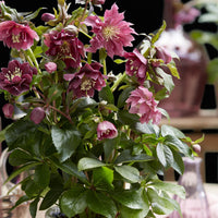 Green boutiQ - Tuinplant - Lenten Rose - Helleborus orientalis Double Ellen Red - Rode Bloem -1 Plant - Groenblijvend - Pot 14cm Hoogte 35cm